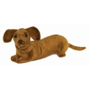Dachshund Pup